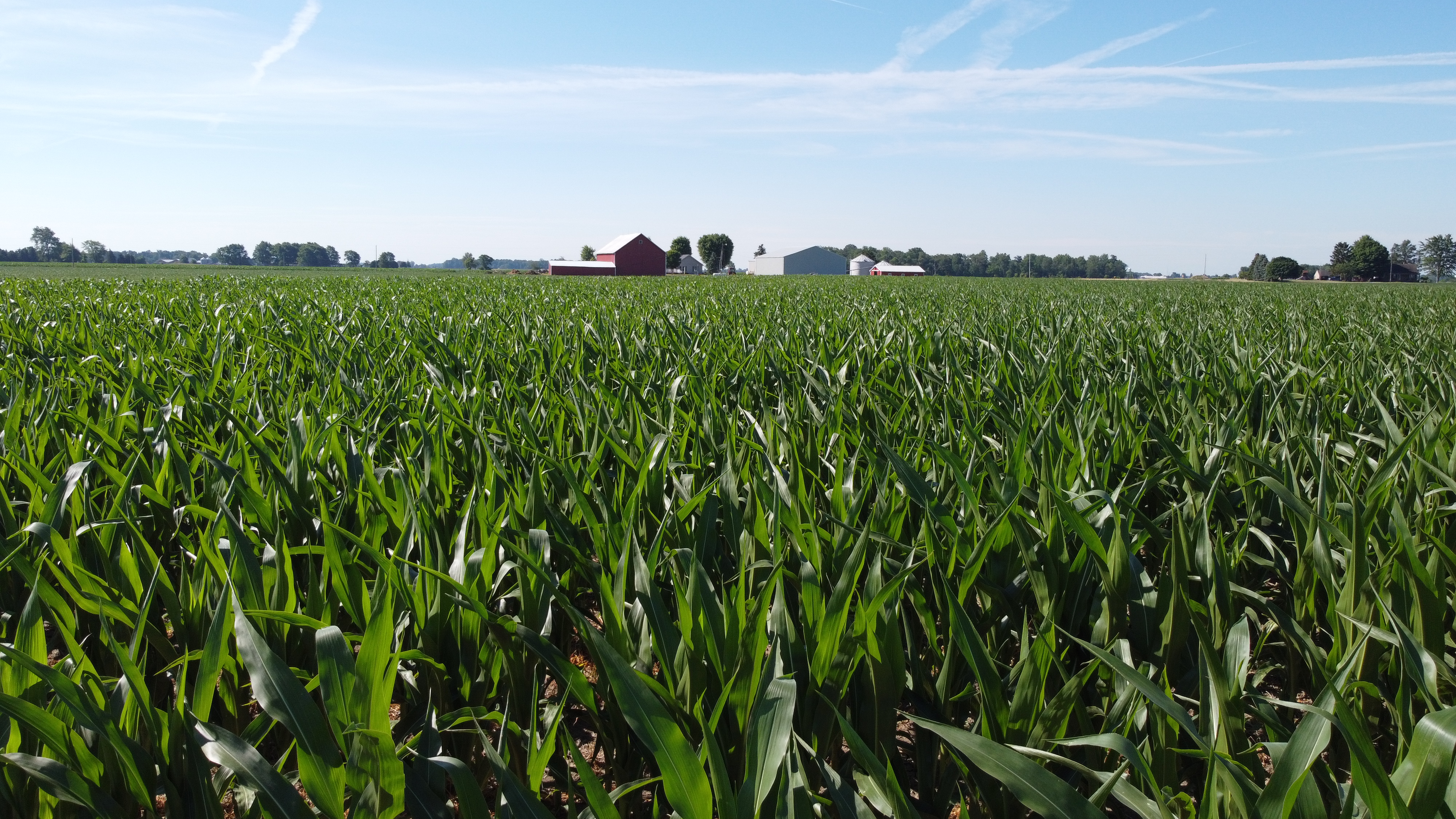 Corn field, farm, red barn, barnyard